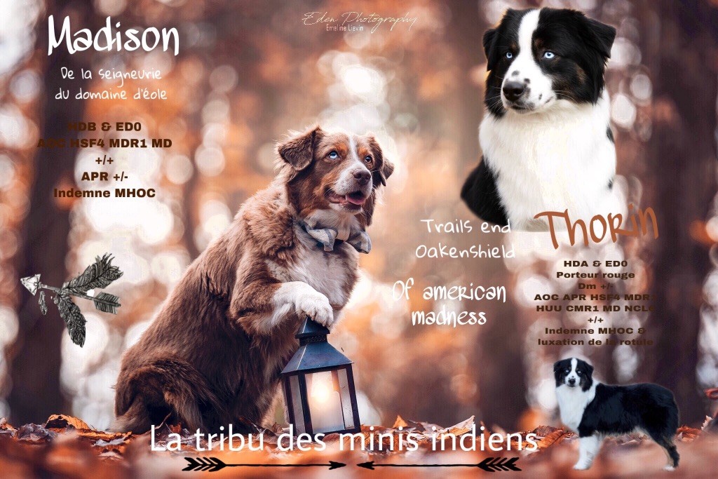 De La Tribu Des Minis Indiens - les bibous de Madison et Thorin sont nés!!!