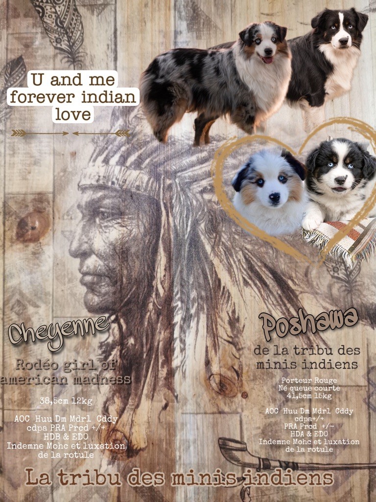 De La Tribu Des Minis Indiens - confirmation de gestation pour Cheyenne