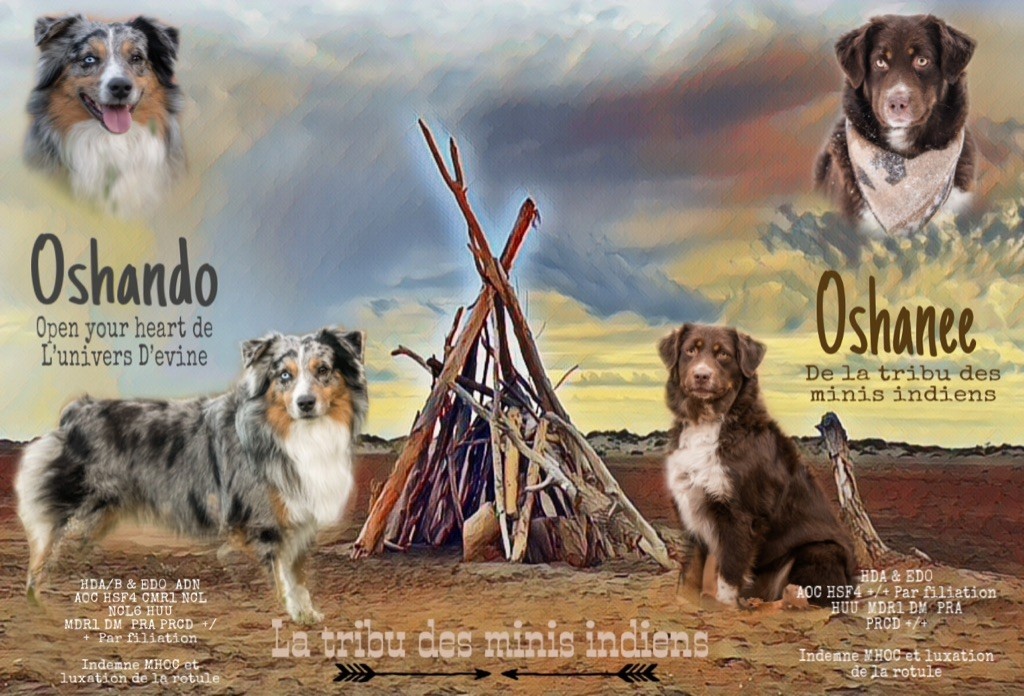 De La Tribu Des Minis Indiens - portée Oshanee oshando