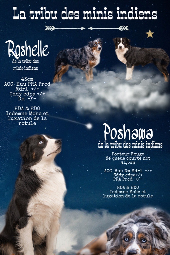 De La Tribu Des Minis Indiens - gestation confirmée pour Roshelle et Poshawa 