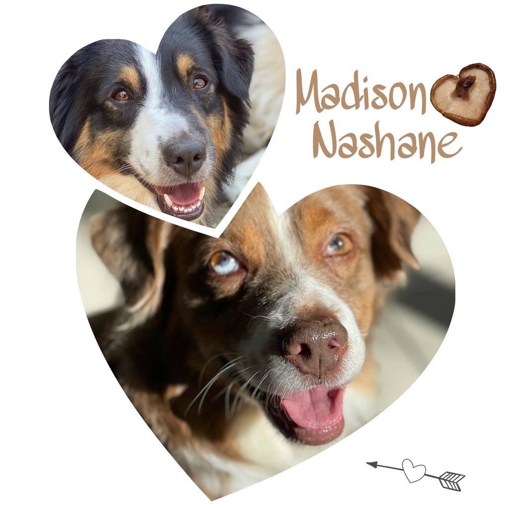 De La Tribu Des Minis Indiens - confirmation de gestation pour Madison et Nashane 