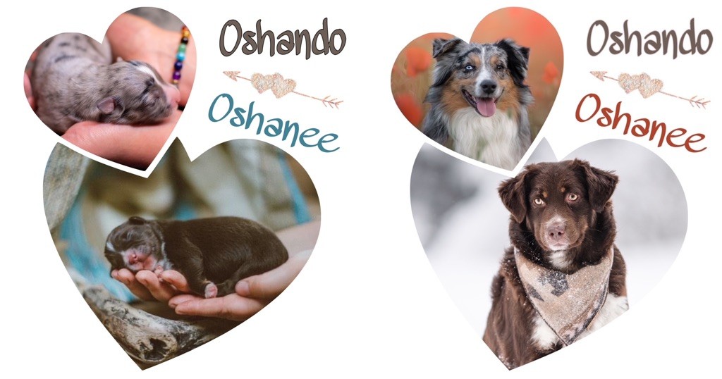 De La Tribu Des Minis Indiens - Confirmation de gestation pour Oshanee