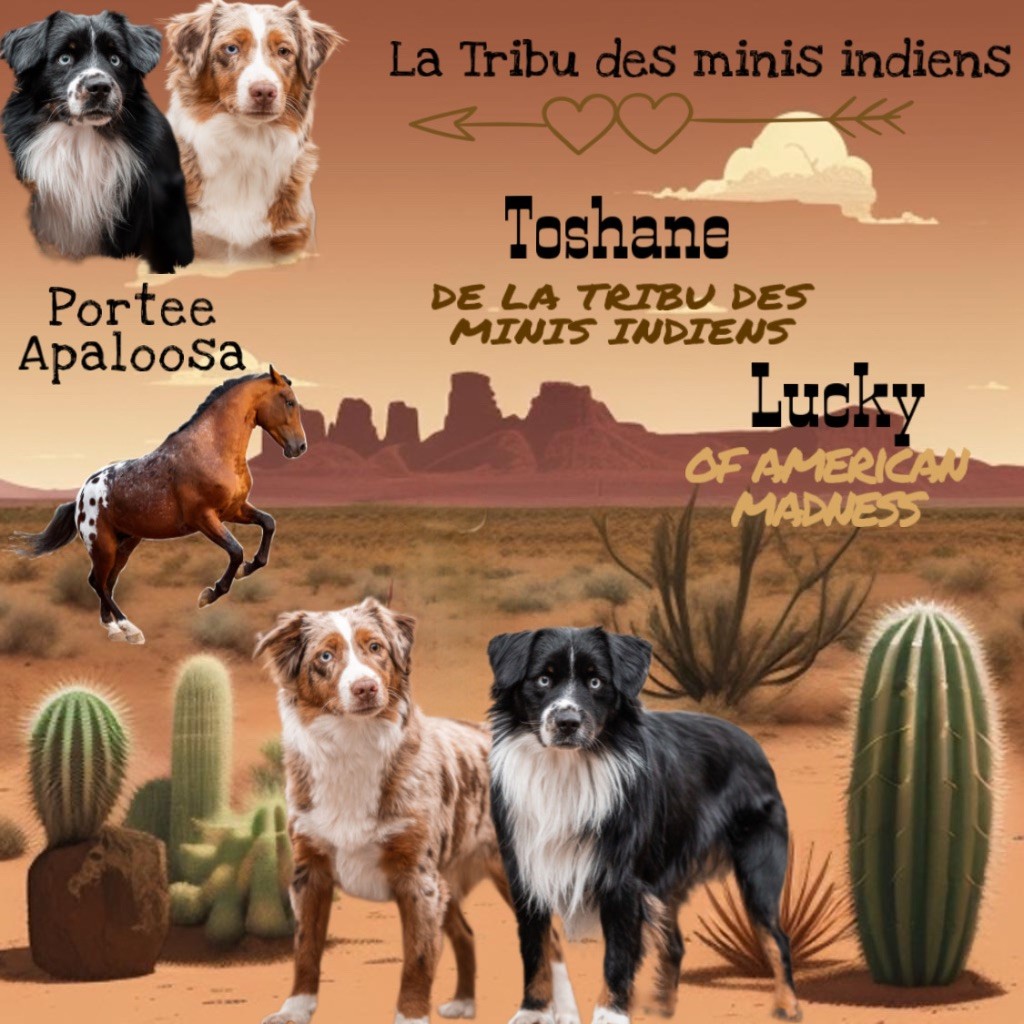 les chiots de toshane et Lucky sont nés 