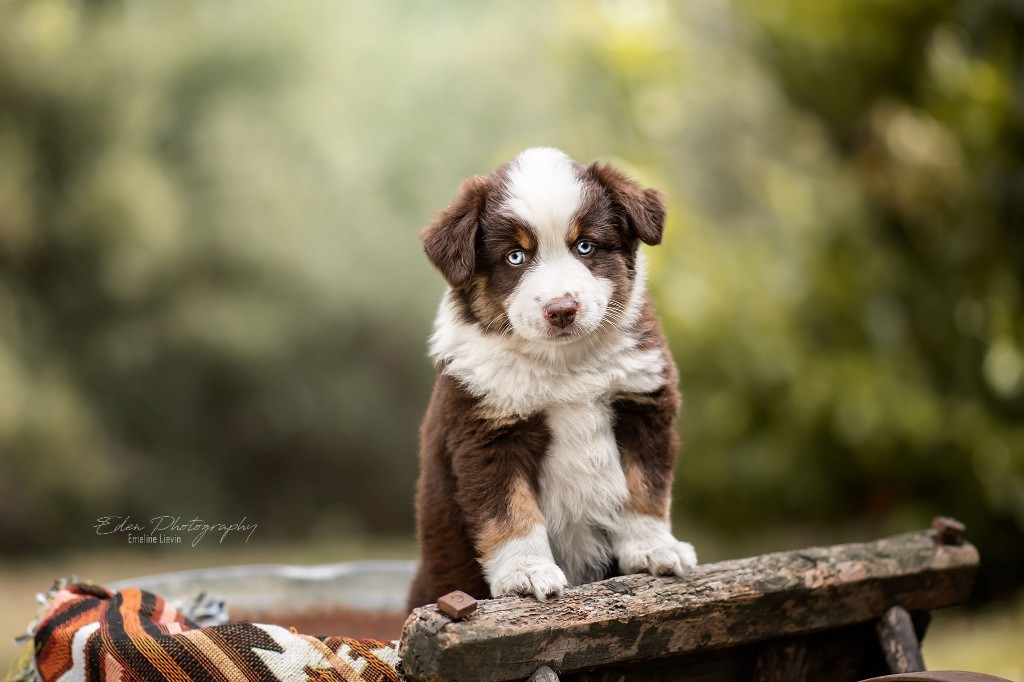 Pamplemousse  (Pohono)