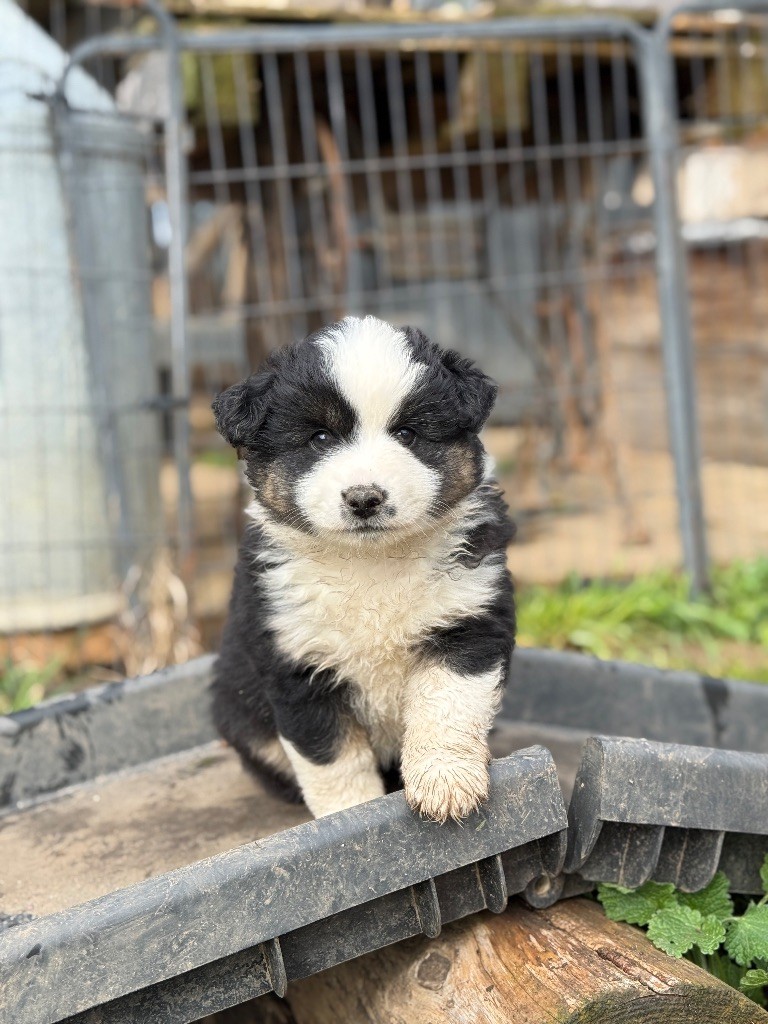 De La Tribu Des Minis Indiens - Chiots disponibles - Berger Américain Miniature 