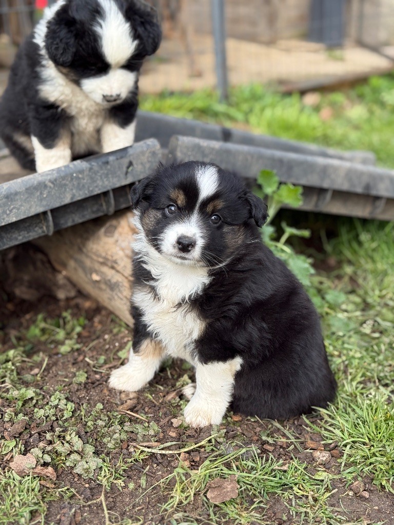 De La Tribu Des Minis Indiens - Chiots disponibles - Berger Américain Miniature 